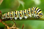 Caterpillar company logo
