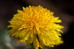 Dandelion company logo