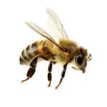 Bee Bright Academy company logo