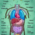 Body Factory Bali company logo